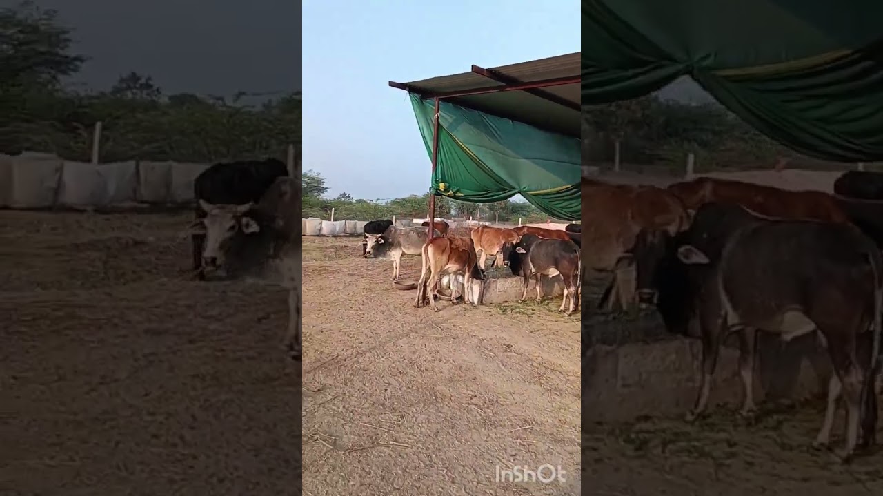 श्री राम गोपाल गौ सेवा किरखेड़ा, आरण्नी रोड़ राशमी 