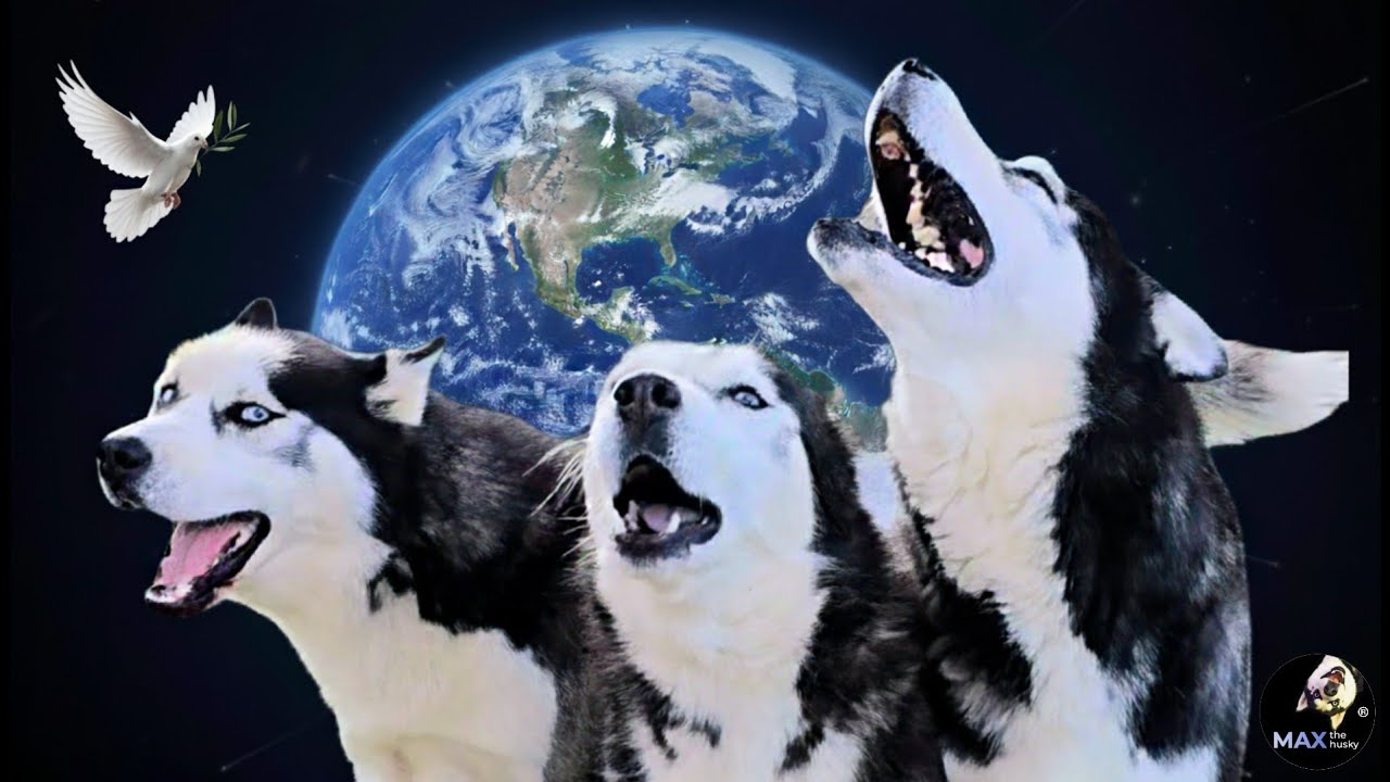Mis Huskies HABLAN: Piden La PAZ Mundial y FRENAR las GUERRAS🕊🐺