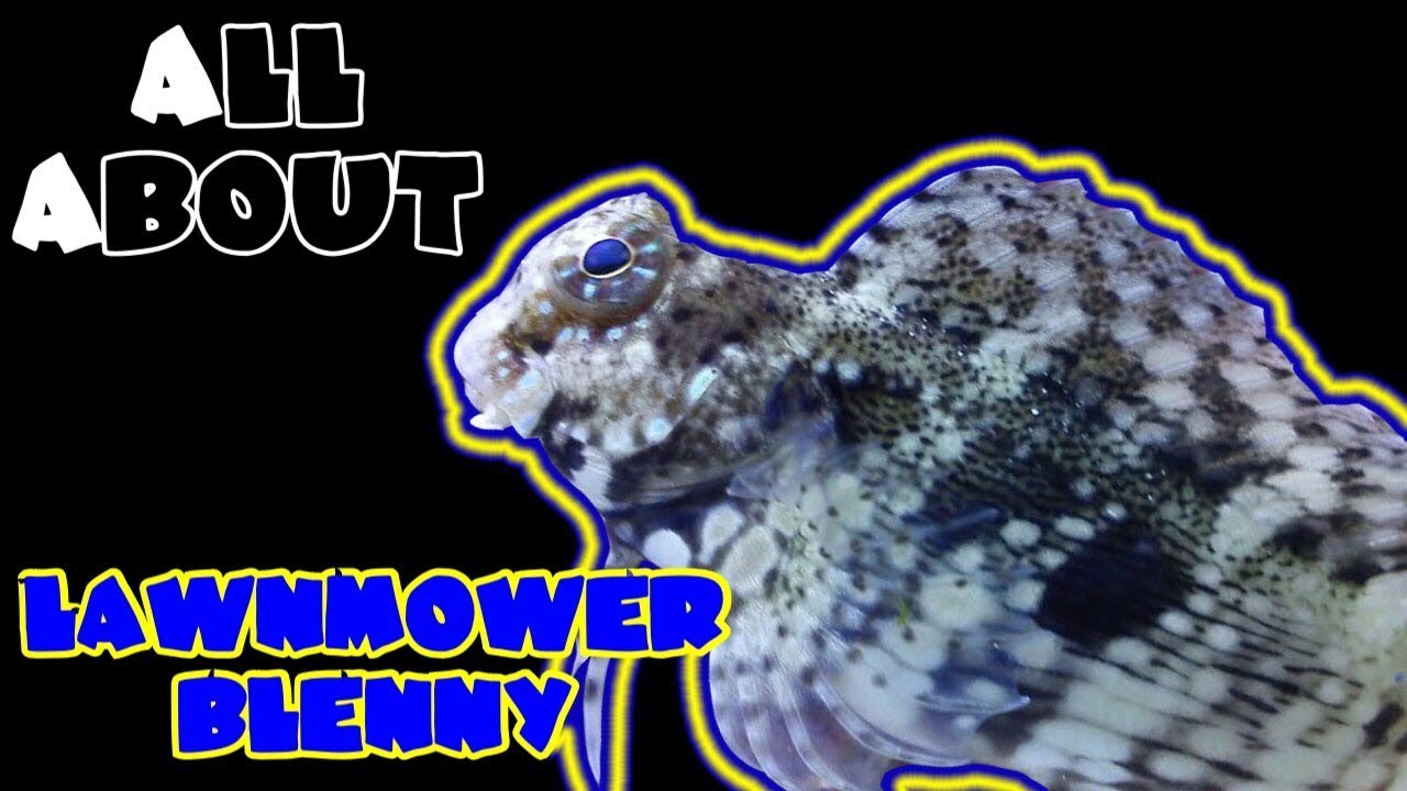 All About The Lawnmower Blenny