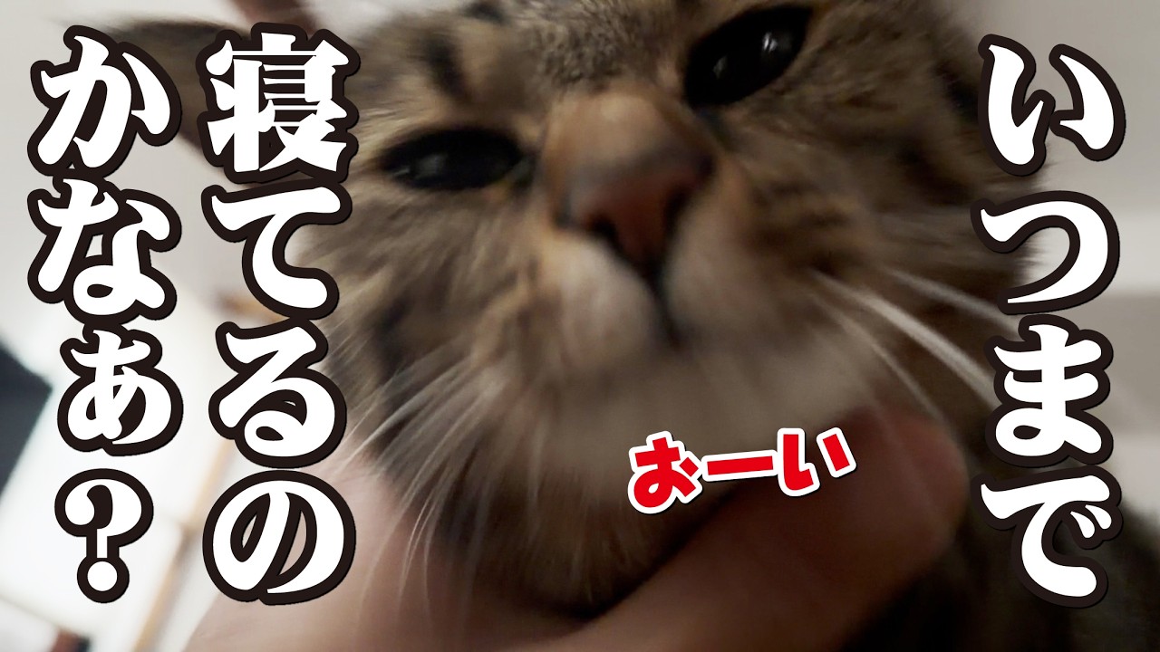 頼んでもいないのに毎朝起こしにやって来る猫！