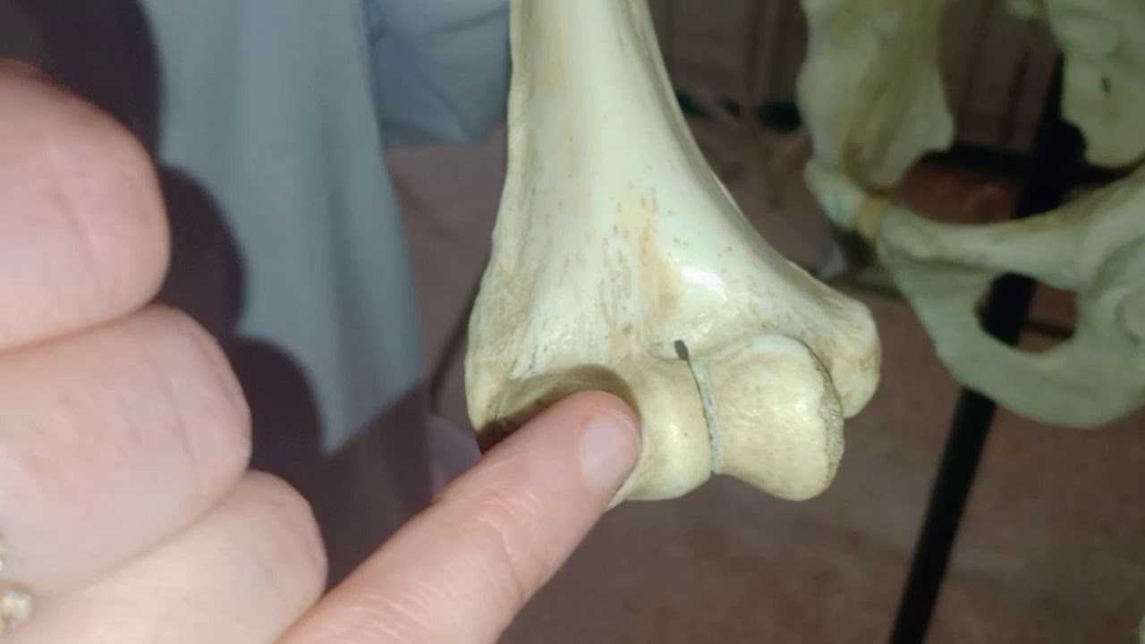 anatomie descriptive de l'humérus