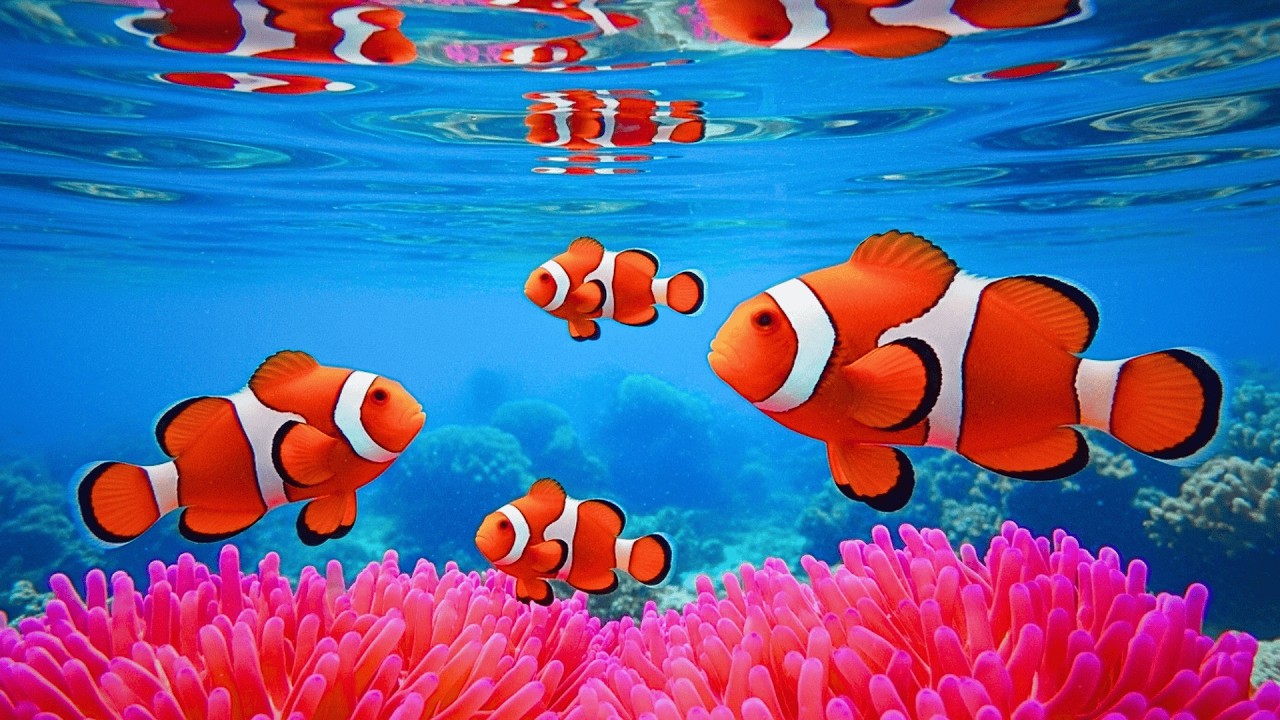 The Best 4K Aquarium 🐠 Discover Stunning Jellyfish,Vibrant Coral Reefs & Exotic Ocean Life
