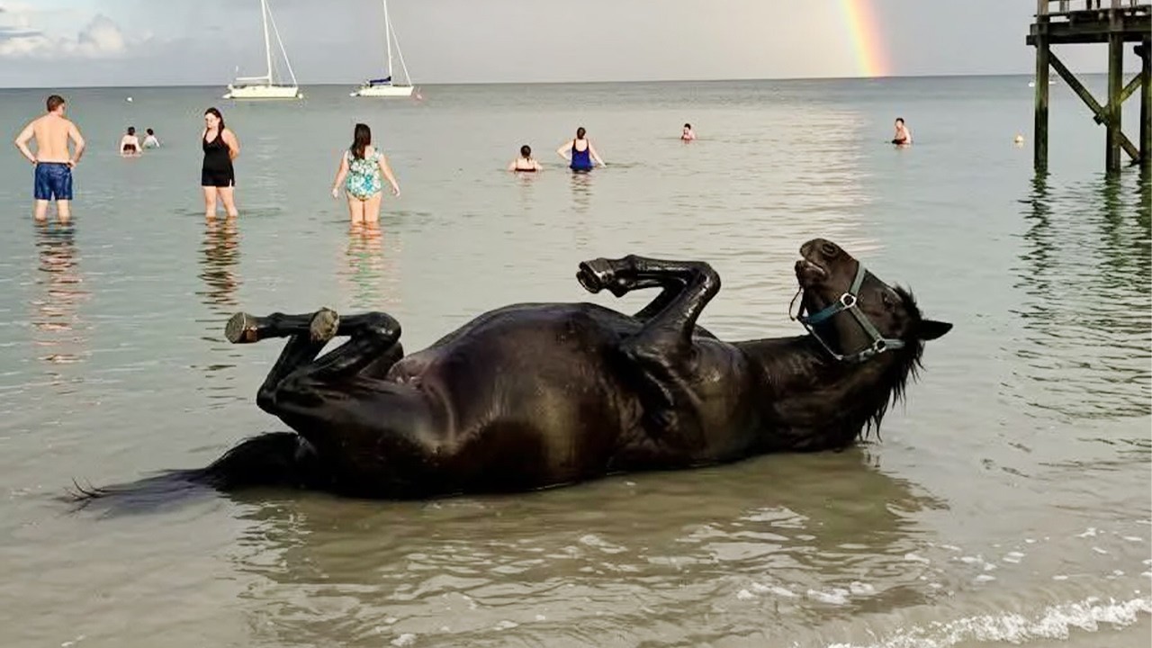 When Animals Meeting Water for the First Time Be Like&hellip; 😂