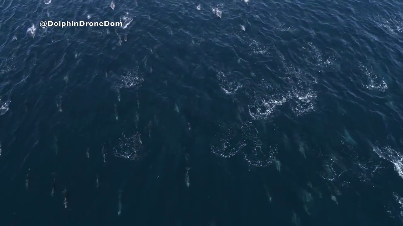 Drone Footage Captures Dolphin Swimming with Tuna in San Diego