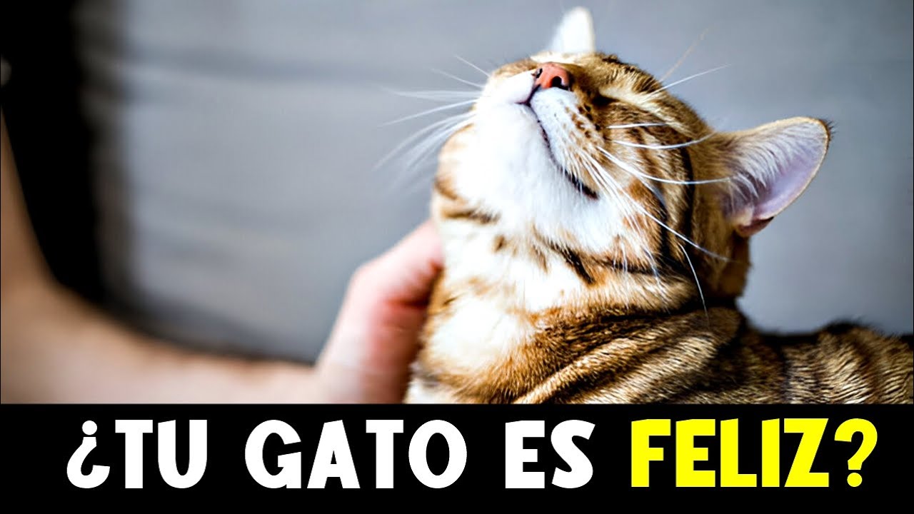 11 SEÑALES de que tu GATO es MÁS FELIZ de lo que imaginas 😸 (Presta atención a la #7)