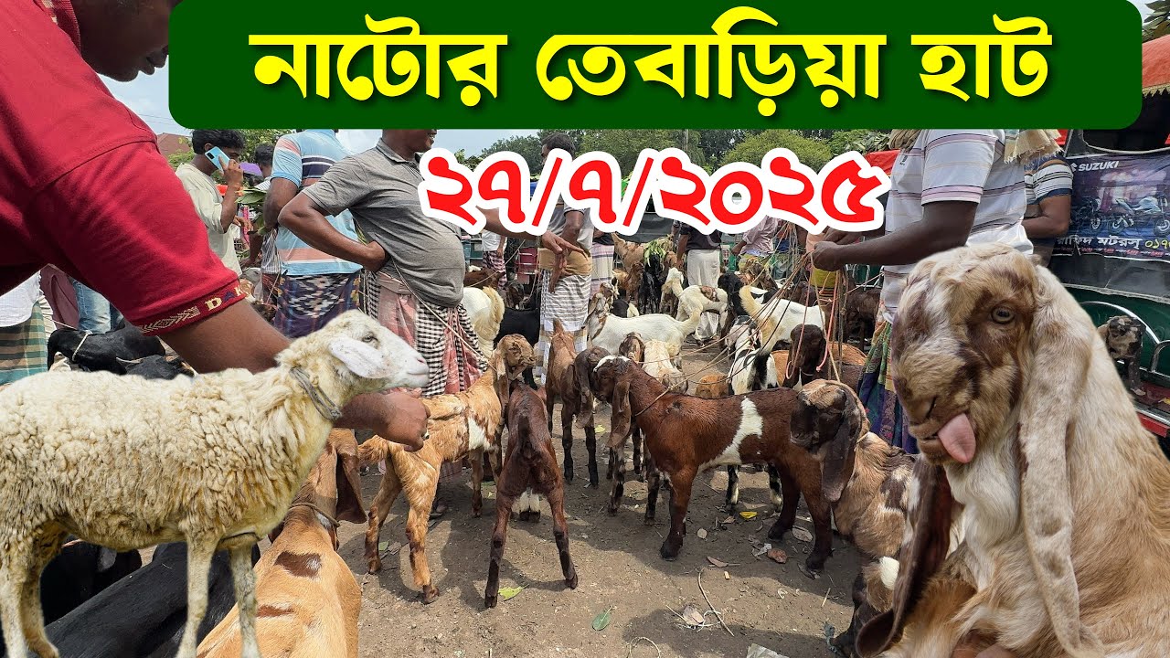 নাটোর তেবাড়িয়া হাট থেকে তোতাপুরী হরিয়ানা বিটল ক্রস ছাগল ভেড়া গাড়লের দাম জানুন #Goat Market 