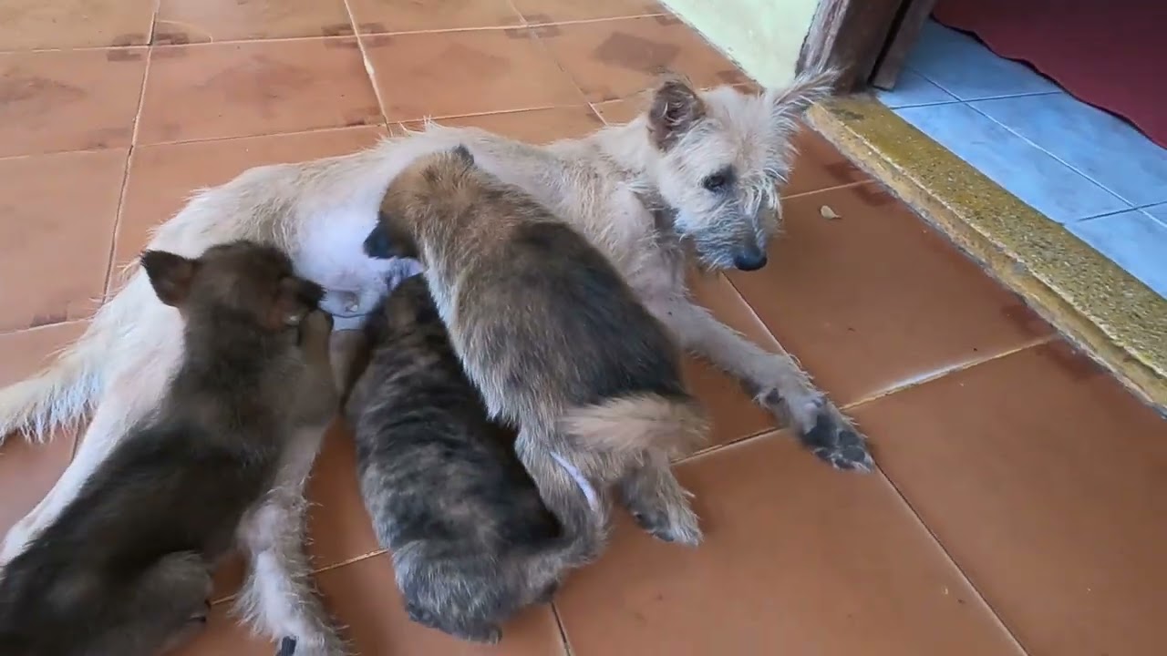 The kind man give food for all cute dogs