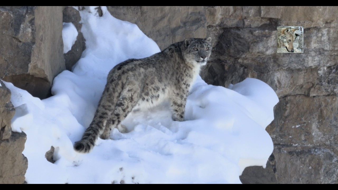 Il leopardo delle nevi cerca una piccola grotta per trascorrerci la giornata riposando.