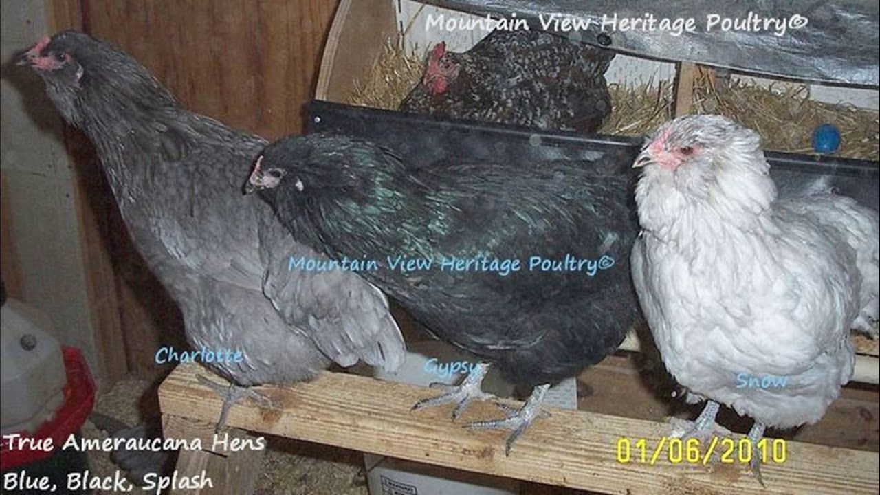 Ameraucana vs Easter Egger: Not The Same
