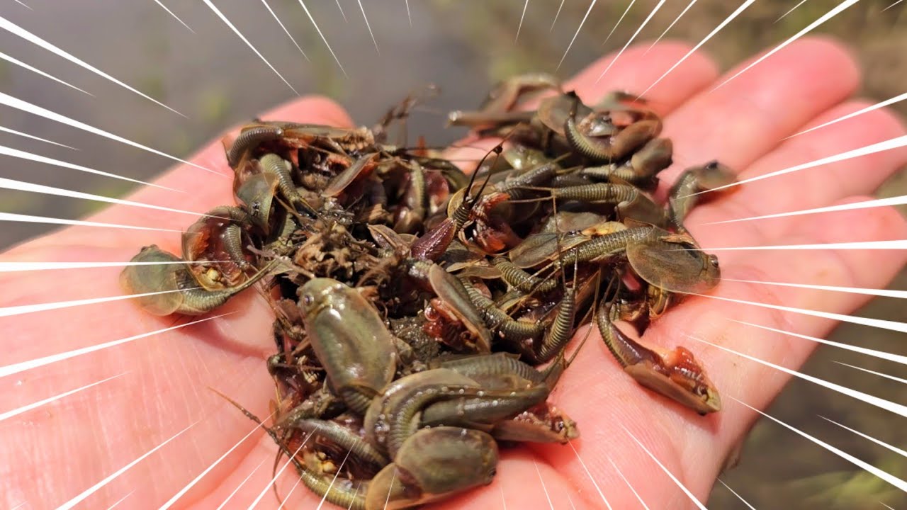 이제부터 사지마세요!!  논두렁에 아주 바글바글 합니다