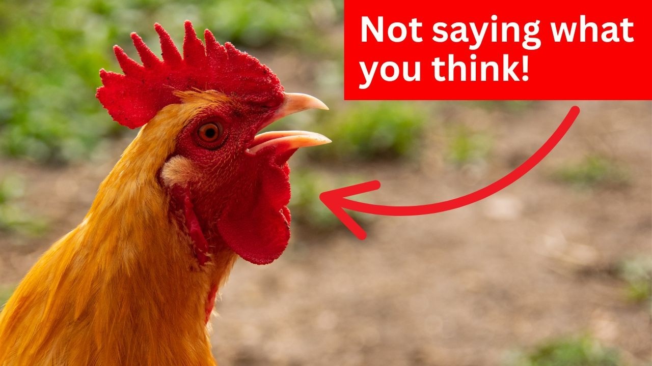 Speaking Chicken: Have we got it all WRONG?