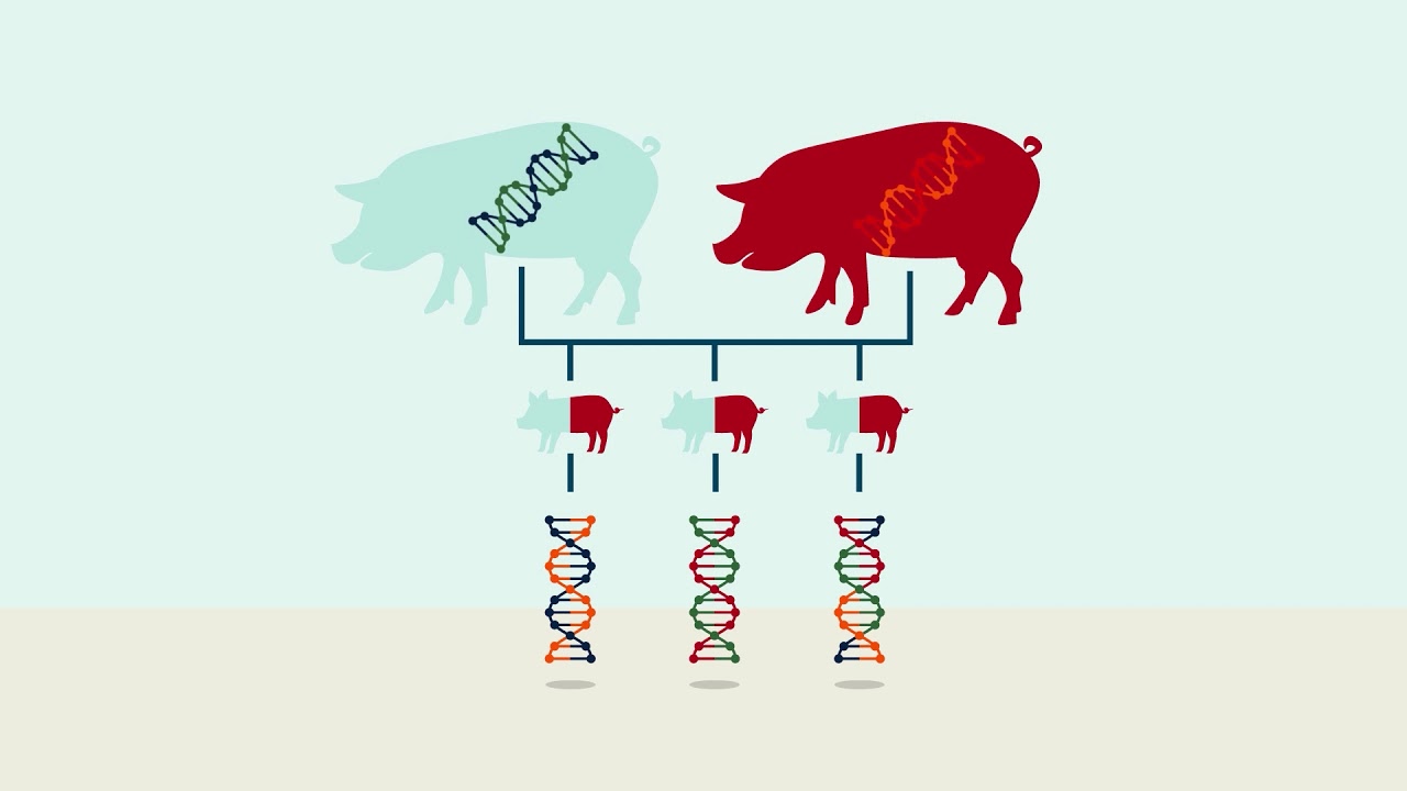 DanBred Explainer: What is genomic selection?