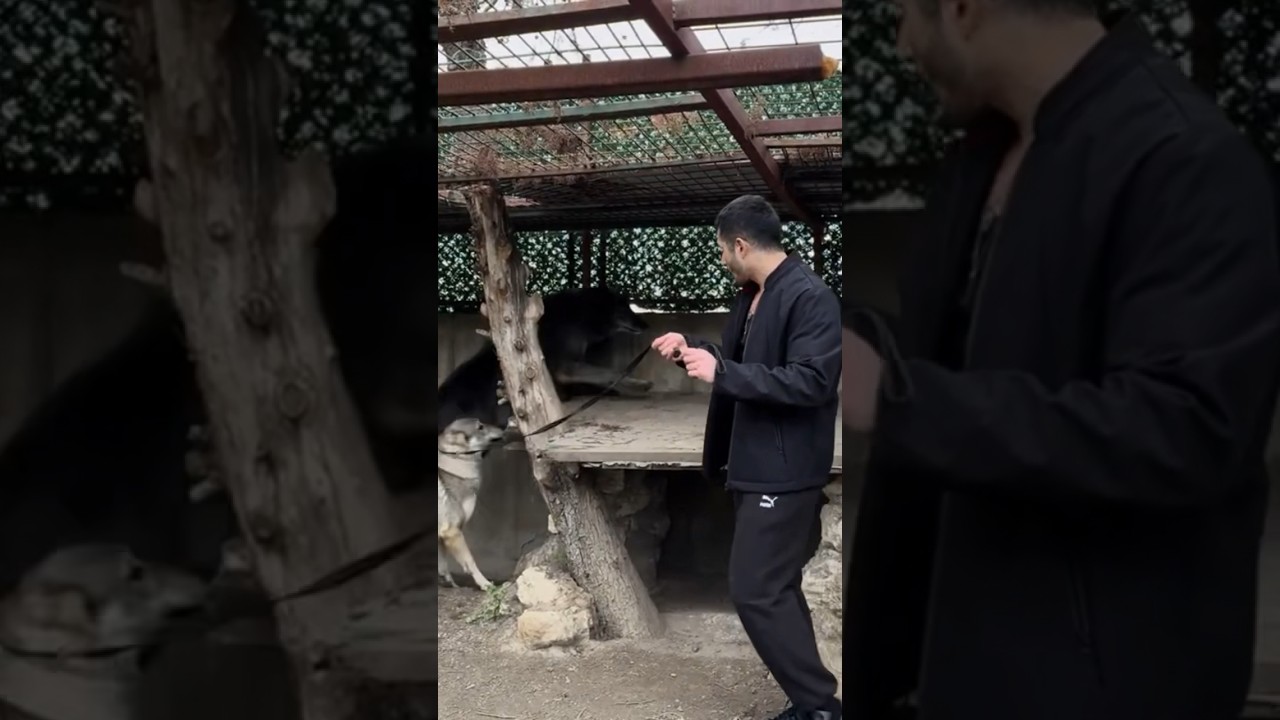 Dünyanın En Nadir Siyah Kurdun Kafesine Başka Kurt İle Girdim ! 