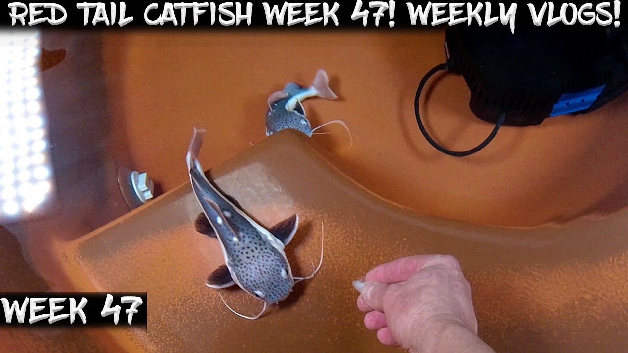 Week 47 - Weekly Red Tail Catfish Vlog!  Watch them Grow!