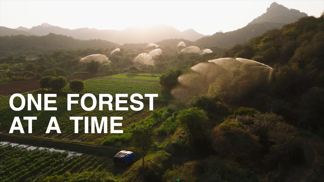 Forests by Heartfulness