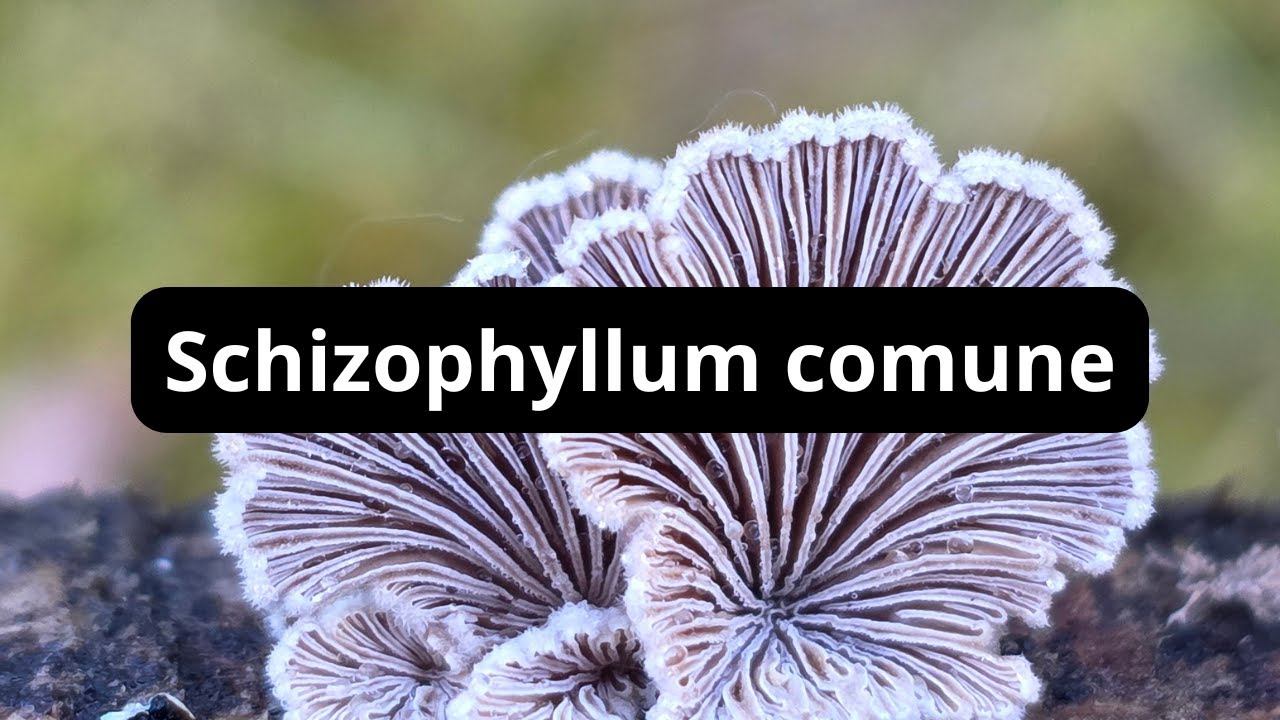 Schizophyllum comune