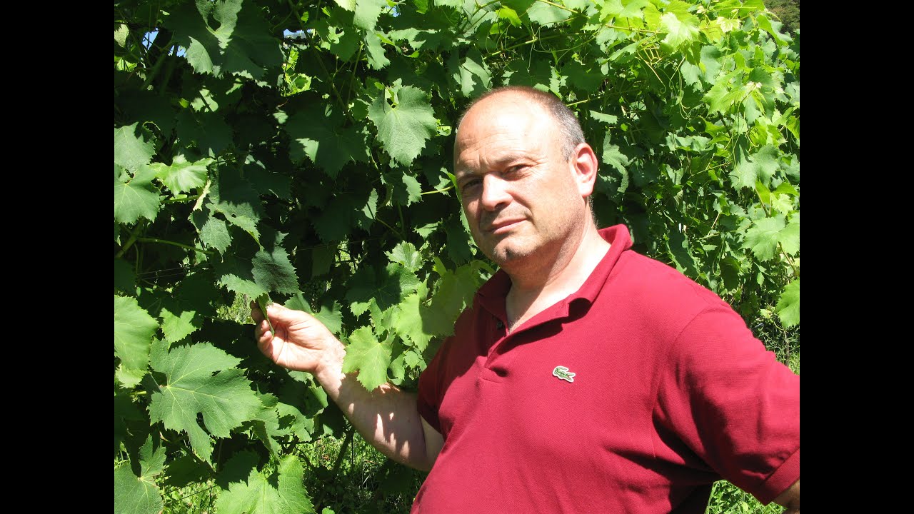 I vitigni Piwi in Italia ed in Europa quali prospettive