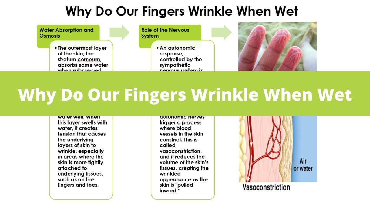 Why Do Our Fingers Wrinkle When Wet | Everyday Science