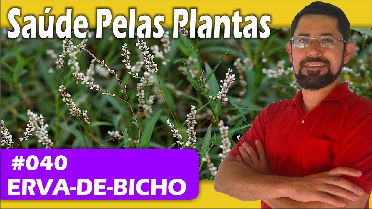 Sa&uacute;de Pelas Plantas - Erva-de-bicho [hemorroidas, varizes, vermifuga, inflama&ccedil;&atilde;o, analg&eacute;sica]