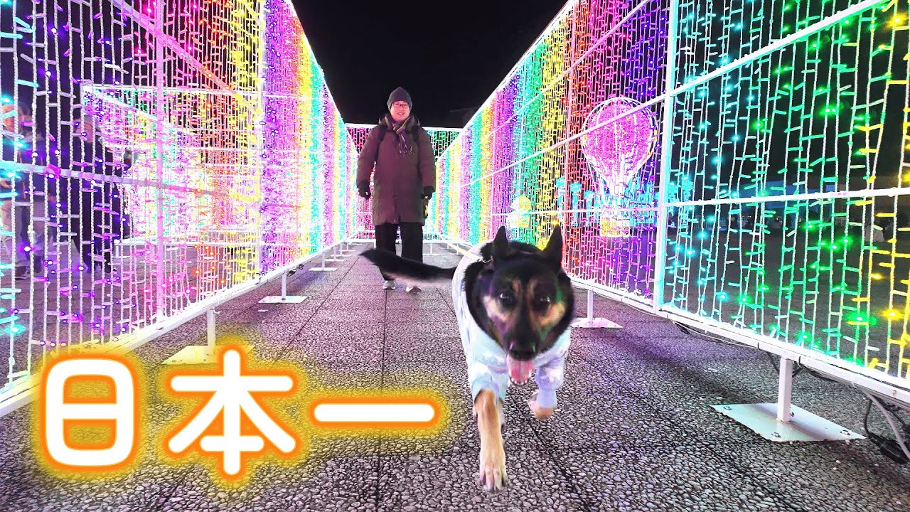 日本一のイルミイベントに行ったら、愛犬が大はしゃぎでしたw【ジャーマンシェパード】