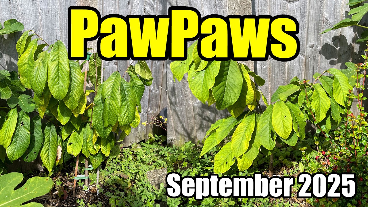 Pawpaw Trees (Asimina Triloba) Update (NC-1 & Overleese) - September 2025