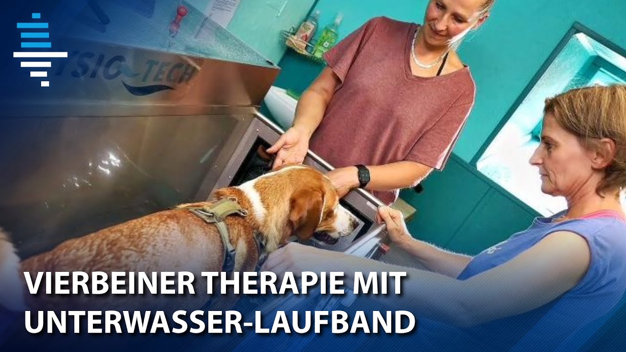 So wird Hunden bei der Physiotherapie mit einem Unterwasser-Laufband geholfen