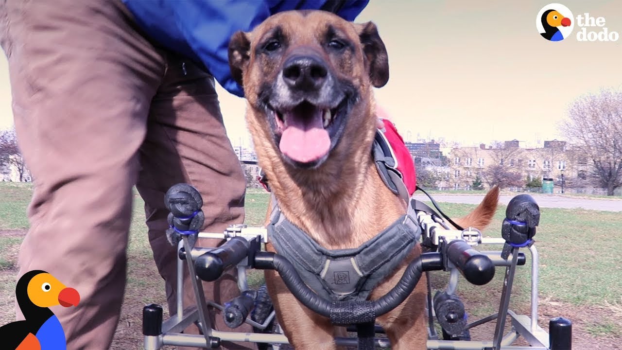 Amazing Dog Who Couldn't Walk Well Gets Life Changed with New Wheelchair | The Dodo