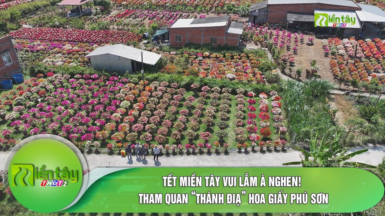 Tết miền Tây vui lắm à nghen! Tham quan “Thánh điạ” hoa giấy Phú Sơn