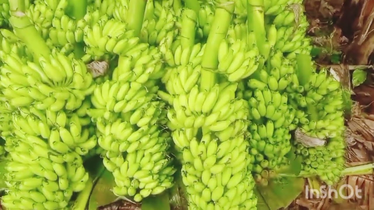 Banana loading my village||villages life is soo happy#edariyatrikudu,#village,#banana loading,#work