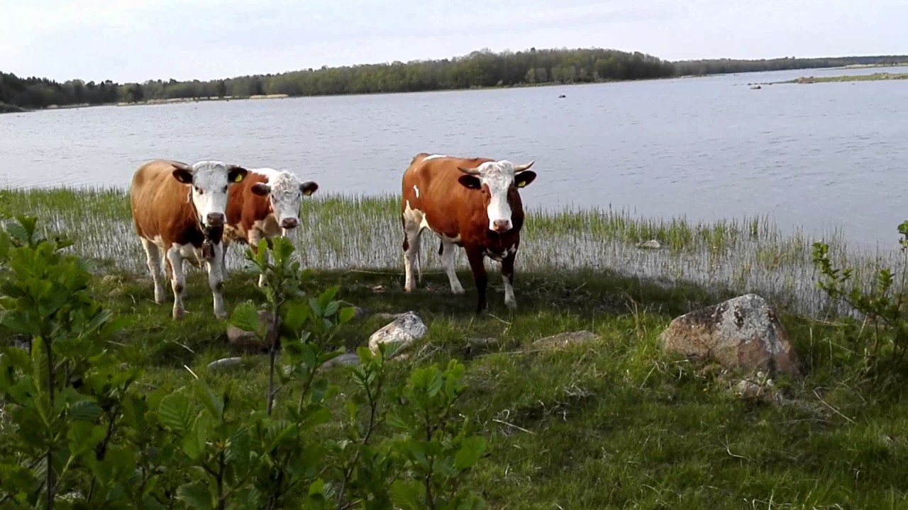 Tjurar attackerar i Östhammar