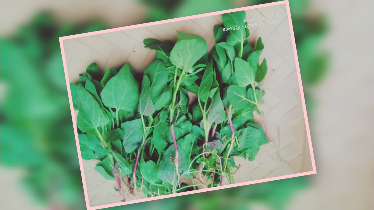 5 ನಿಮಿಷ ಸಾಕು! ಅನ್ನ, ರೊಟ್ಟಿ, ಚಪಾತಿ ಎಲ್ಲಕ್ಕೂ ಸೂಪರ್ ಕಾಂಬಿನೇಷನ್ 😋🔥ಸೊಪ್ಪಿನ ಸಾಂಬಾರ್ 