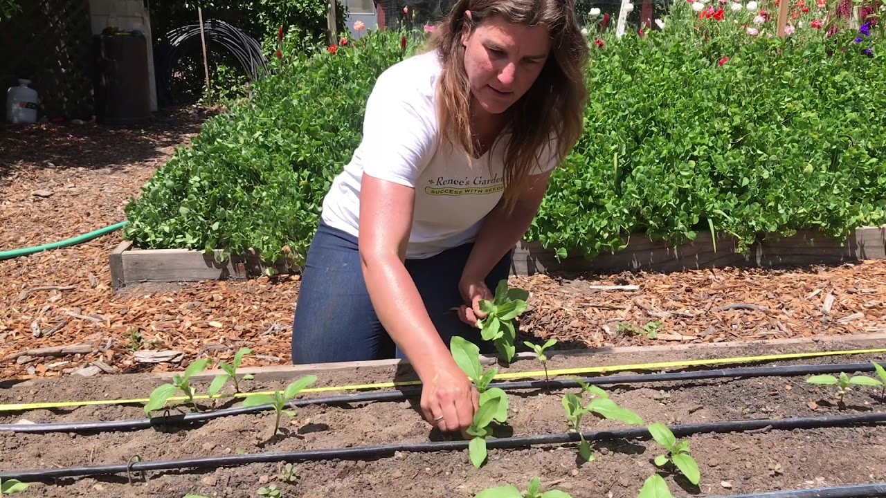 Growing Your Carefree Sunflower Garden
