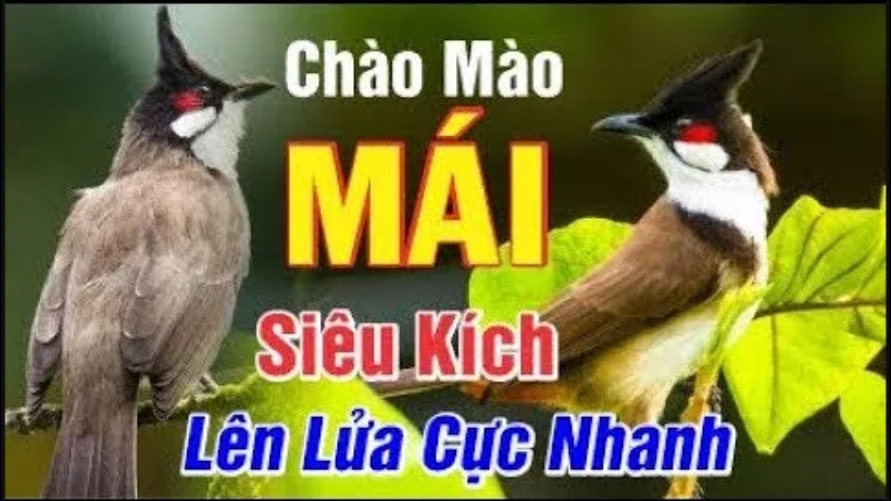 Chào Mào Mái Kích Trống Nhanh Căng Lửa - Luyện Chào Mào Bổi Sổ Bọng Hót Ché
