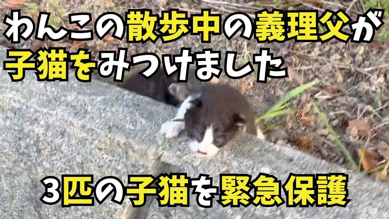わんこの散歩をしてたお義父さん。子猫を3匹みつけました