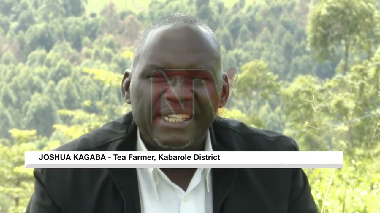 Tea farmers look up to government over price uncertainty