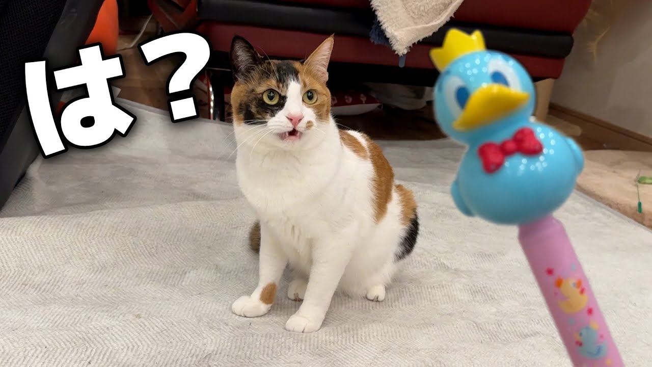 飼い主がディズニーで変なもん買ってきたんやが…