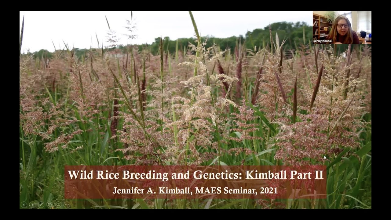 Wild Rice Breeding and Genetics - Jennifer Kimball - MAES Project seminar 2021