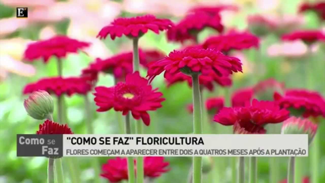 ECONÓMICO TV - Como se faz Floricultura
