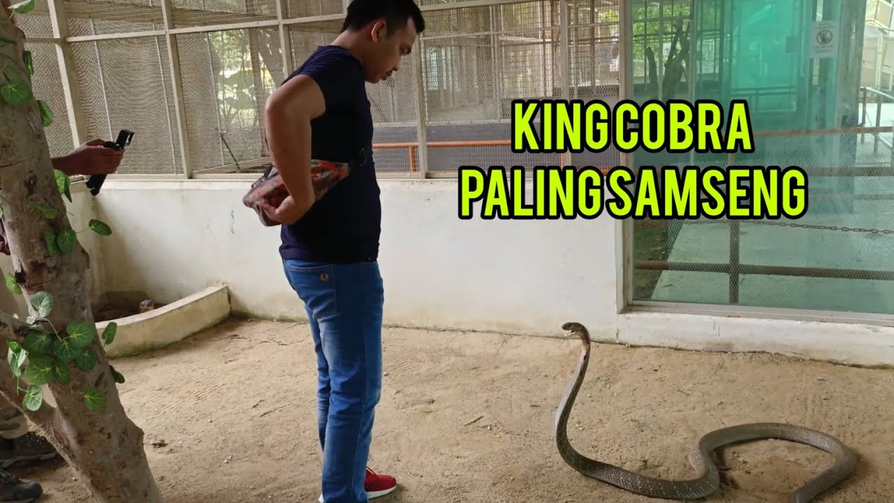 TAMAN ULAR & REPTILIA TERBESAR DI MALAYSIA | ROAD TOUR WILAYAH UTARA