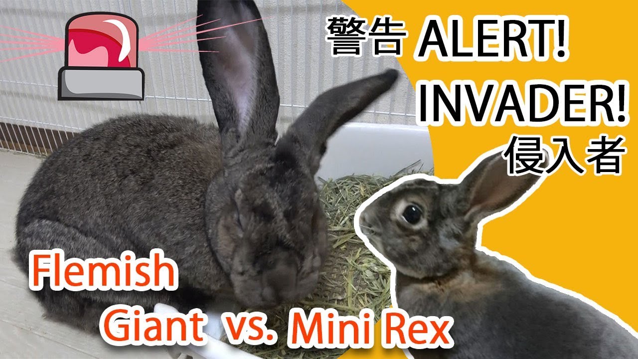 This Flemish Giant Rabbit Hates a Mini Rex Rabbit (Welcome Our Guest Rabbit, Lulu!)うさぎのケンカ