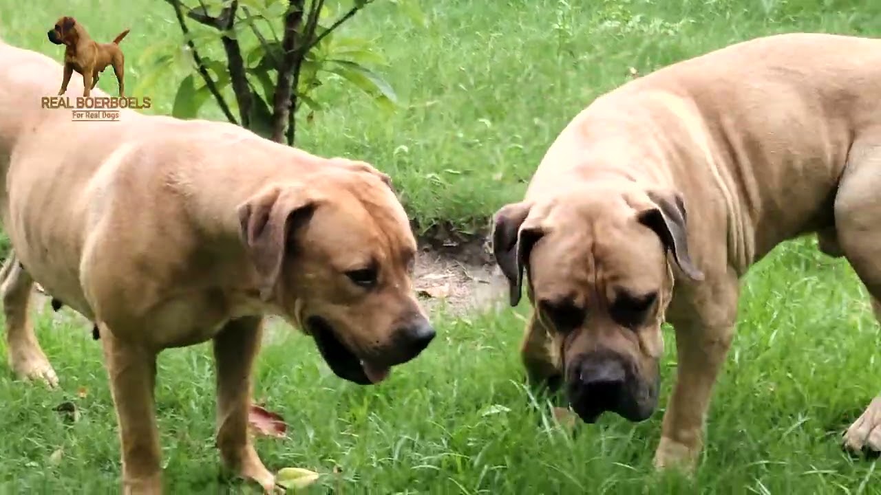 Real Boerboels - Real Boerboels Thriving Outdoors – Not Couch Dogs!