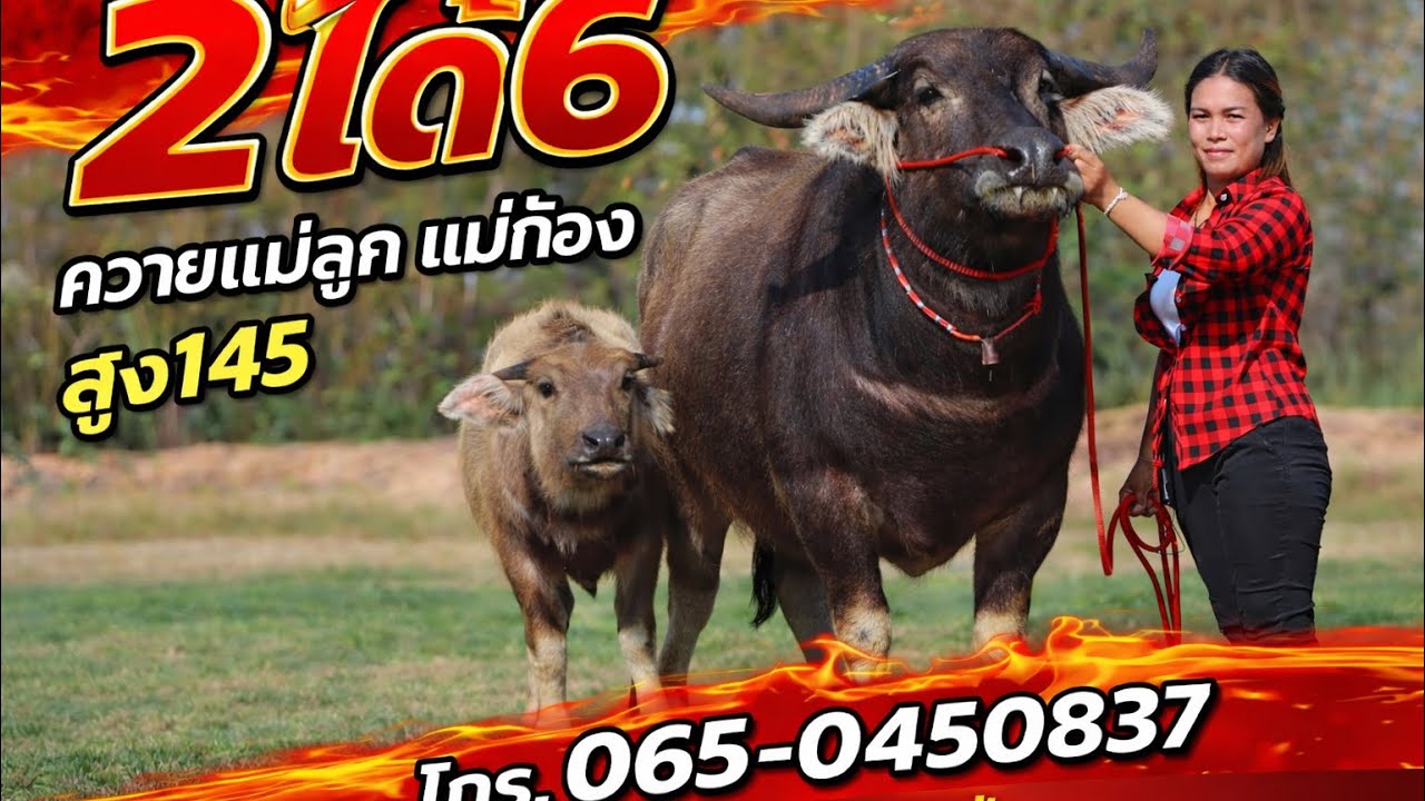 💥คุ้มสุด 2ได้6 ควายแม่ลูกแม่ท้อง146 เอื้อยแพร 065-0450837บ.โคกหมากมาน อ.โกสุมพิสัย จ.มหาสาคาม