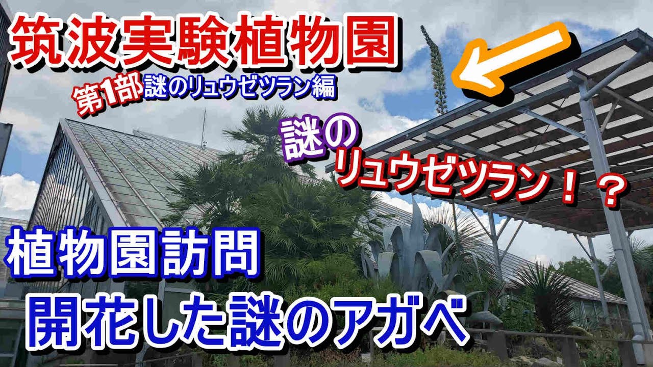 【植物園】筑波実験植物園 第1部 【謎のリュウゼツラン編】謎のアガベを見てきました！大迫力のナゾノリュウゼツラン開花【Agave】