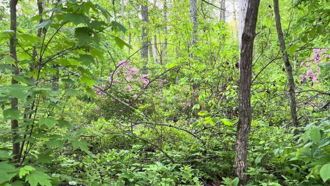 Beautiful Connecticut Forest with Beautiful Relaxing Bird Song. ASMR. Early Morning