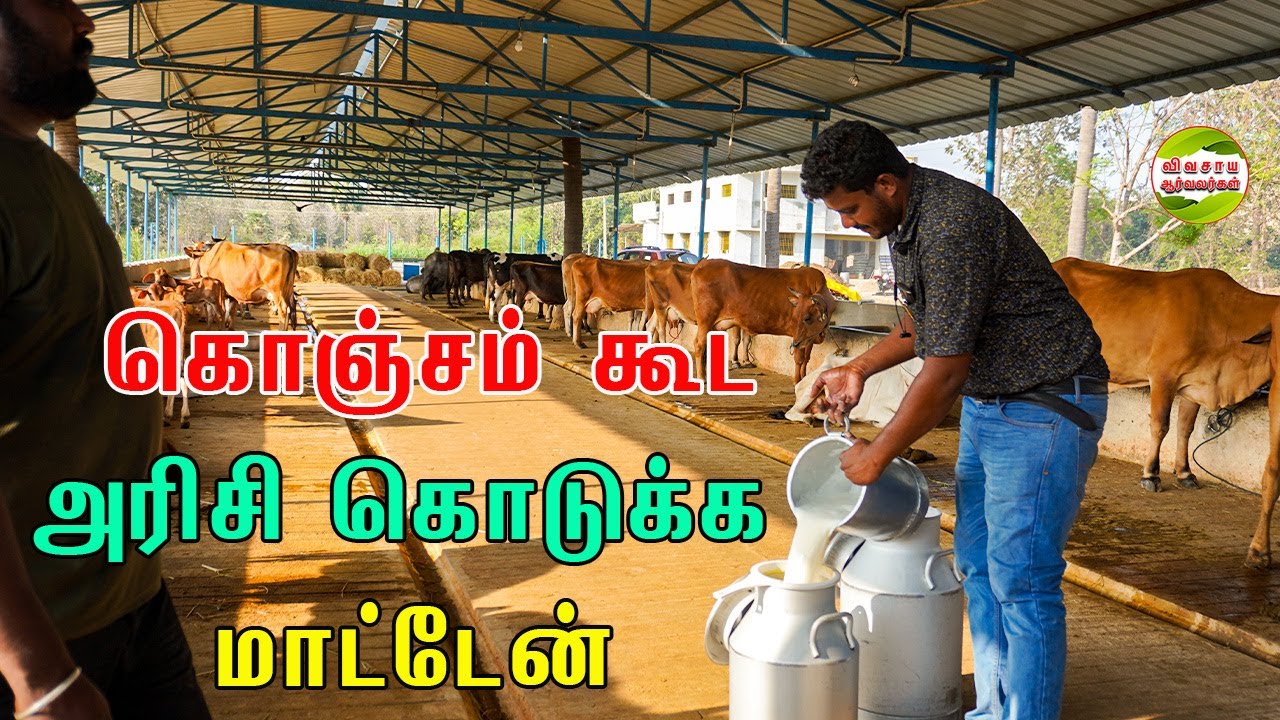 நீங்க செய்யும் மிக பெரிய தவறு இதுதான்|அமுதம் மாட்டு பண்ணை #vivasayaarvalargal #cows #dairyfarm