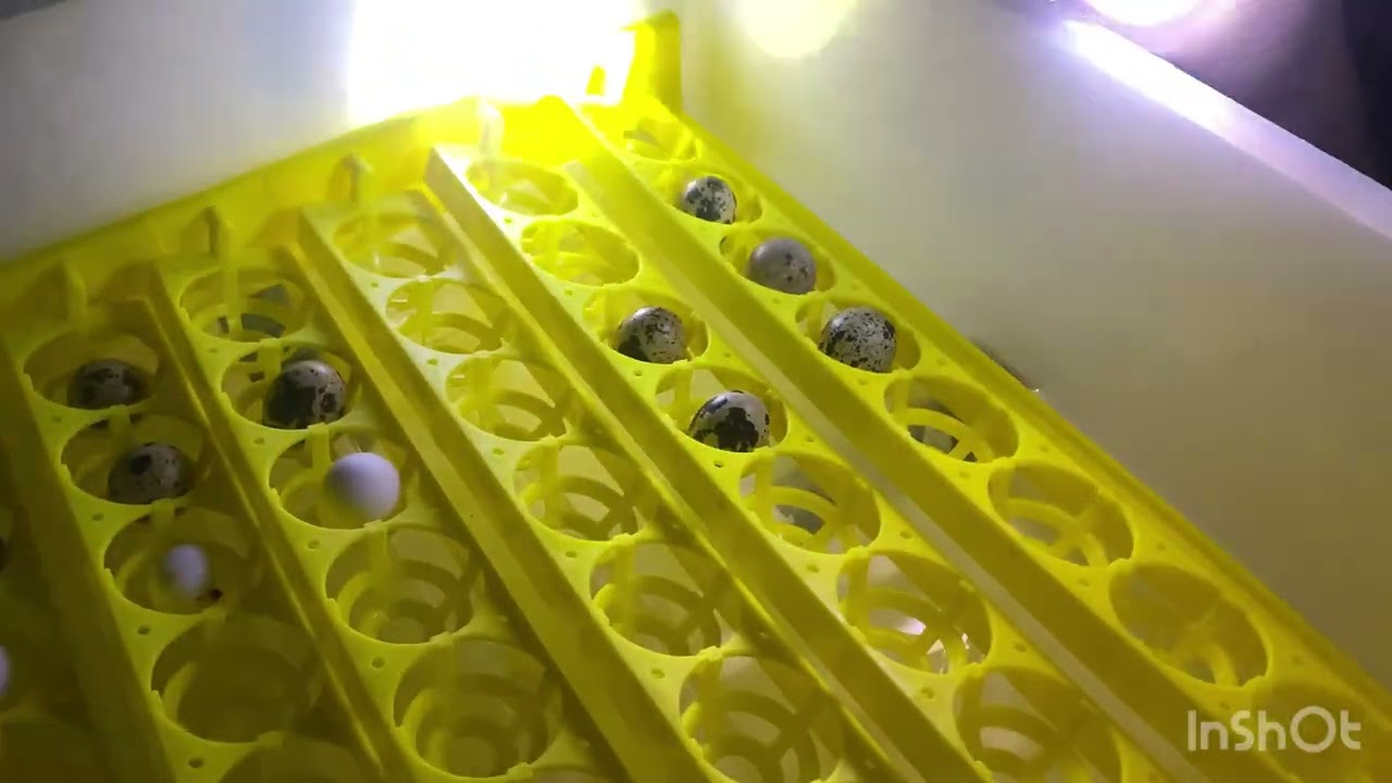 Unkurdu üretimi nasıl yapılır ? Makinadaki Teksas yumurtaları kontrol ettik