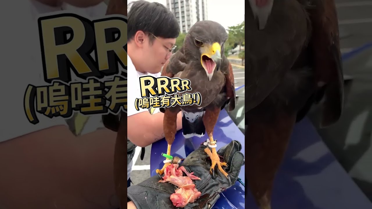 【注意音量】鷹寶大叫名場面！尖叫雞波波來了 | 波氏家族 popofamily