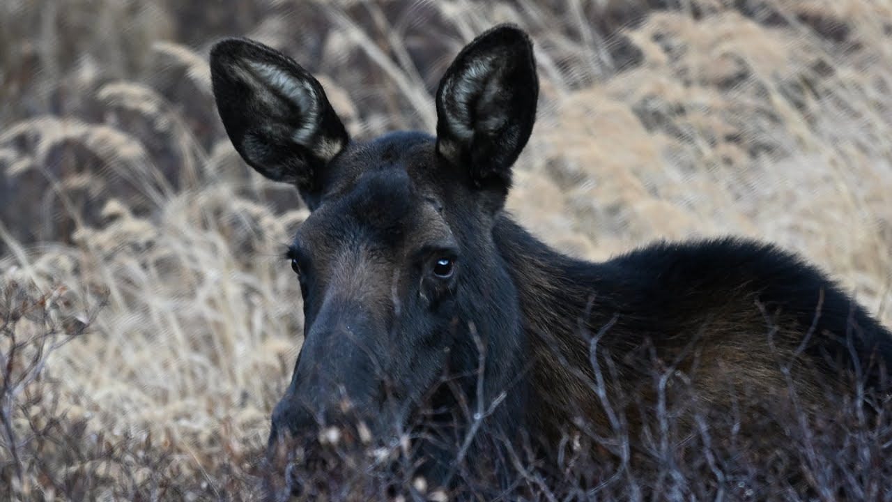 Colorado's best mountain drive  Moose, Steam Trains and stunning views.