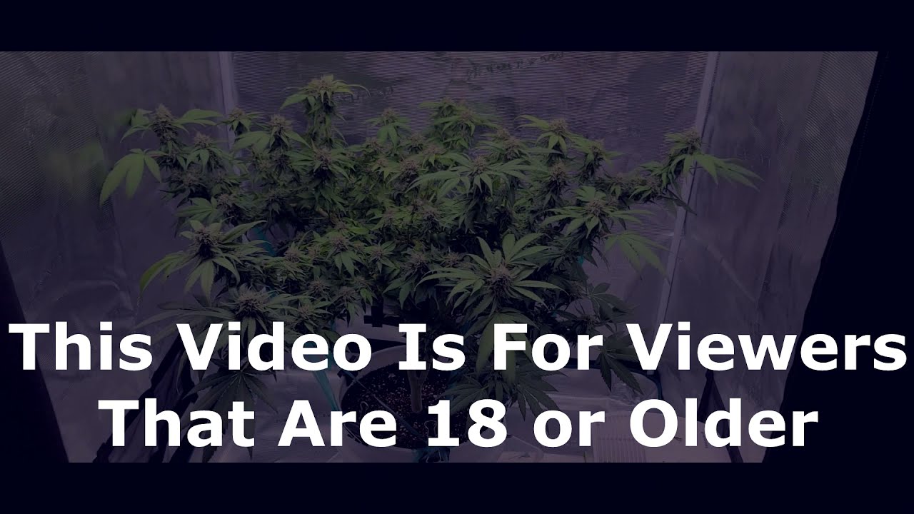 StrawDawg Flowering Week 5 Cannabis Grow Vlog. 270w HLG lights 3x3 mars hydro grow tent Dyna-Gro