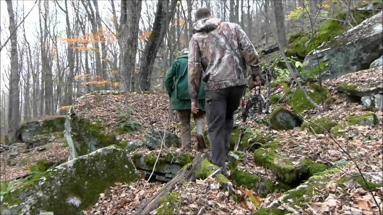 Tracking wounded bear with wirehaired dachshunds